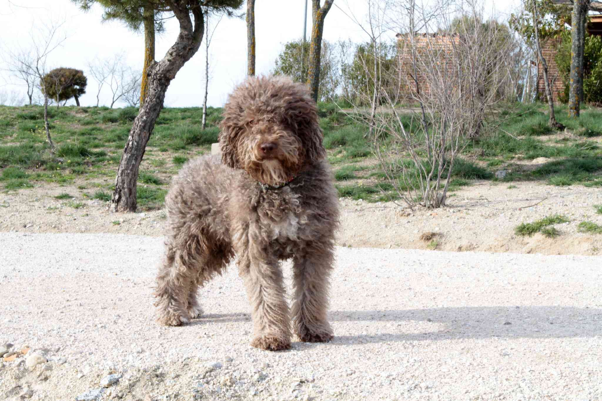 13 лучших пород собак из Испании