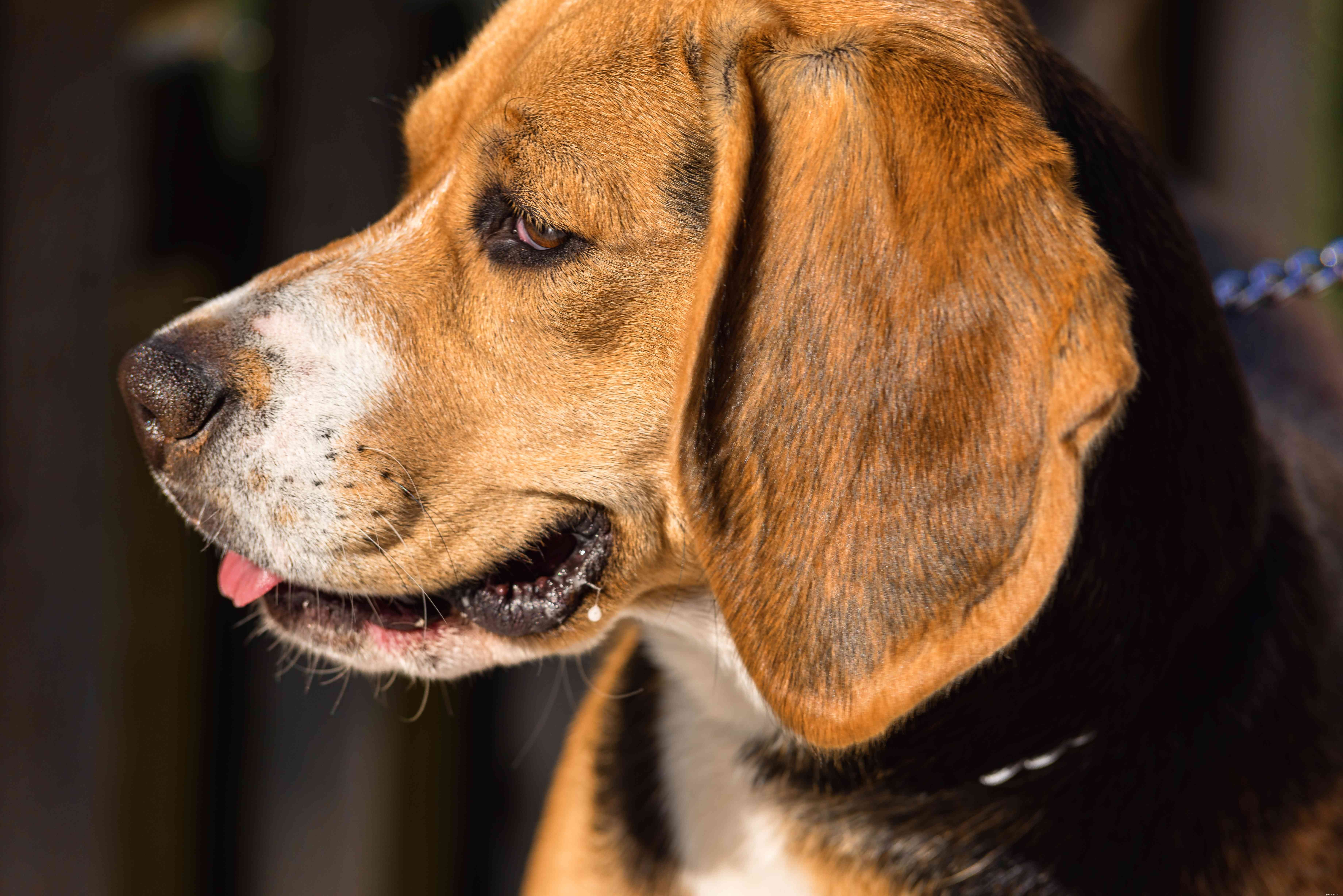 13 migliori razze canine dalla Spagna