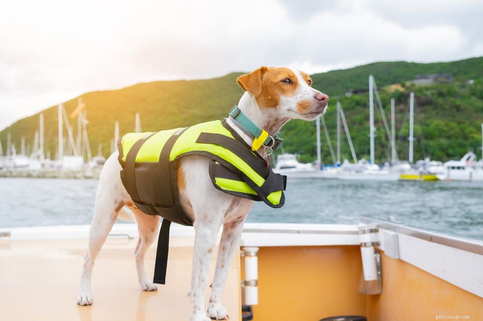 12 tips för att säkert ta din hund med båt