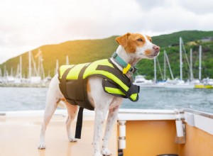 12 conseils pour emmener votre chien en bateau en toute sécurité