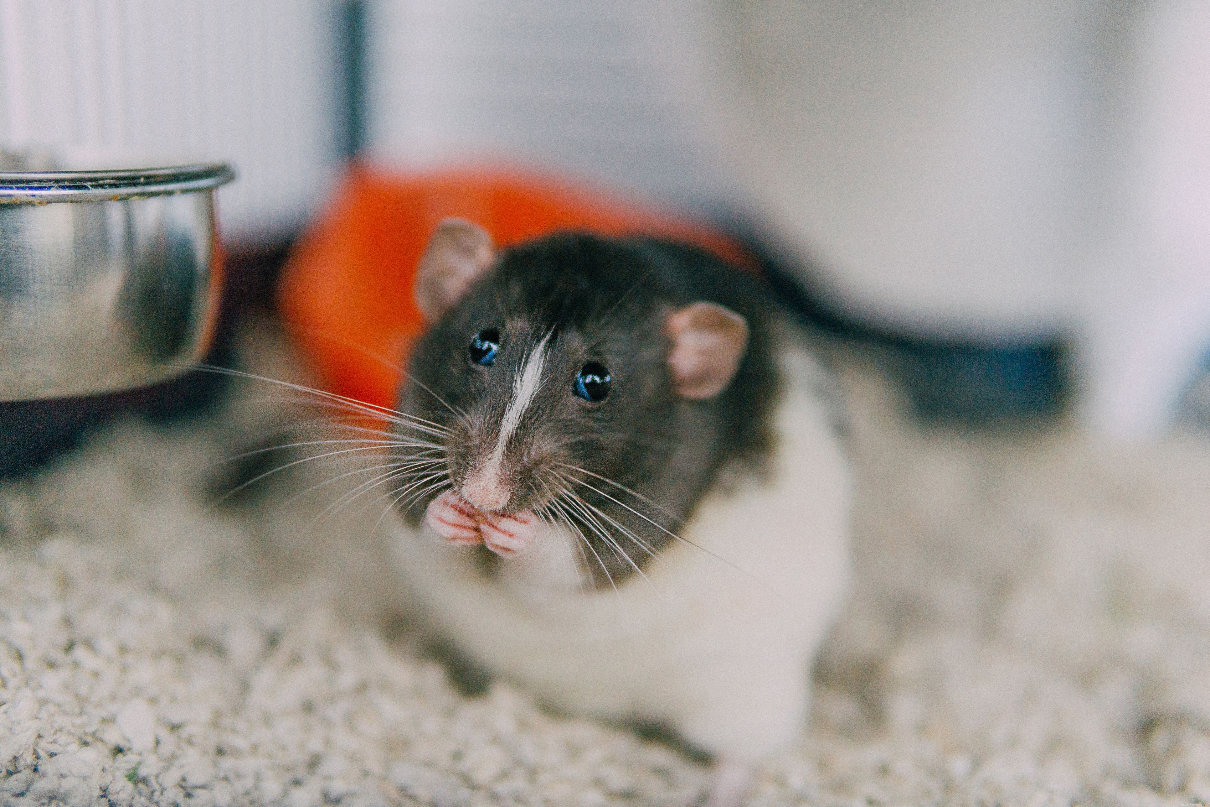 Que faire si votre rat domestique a des poux