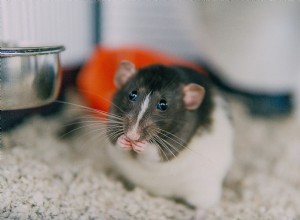 Что делать, если у вашей домашней крысы вши