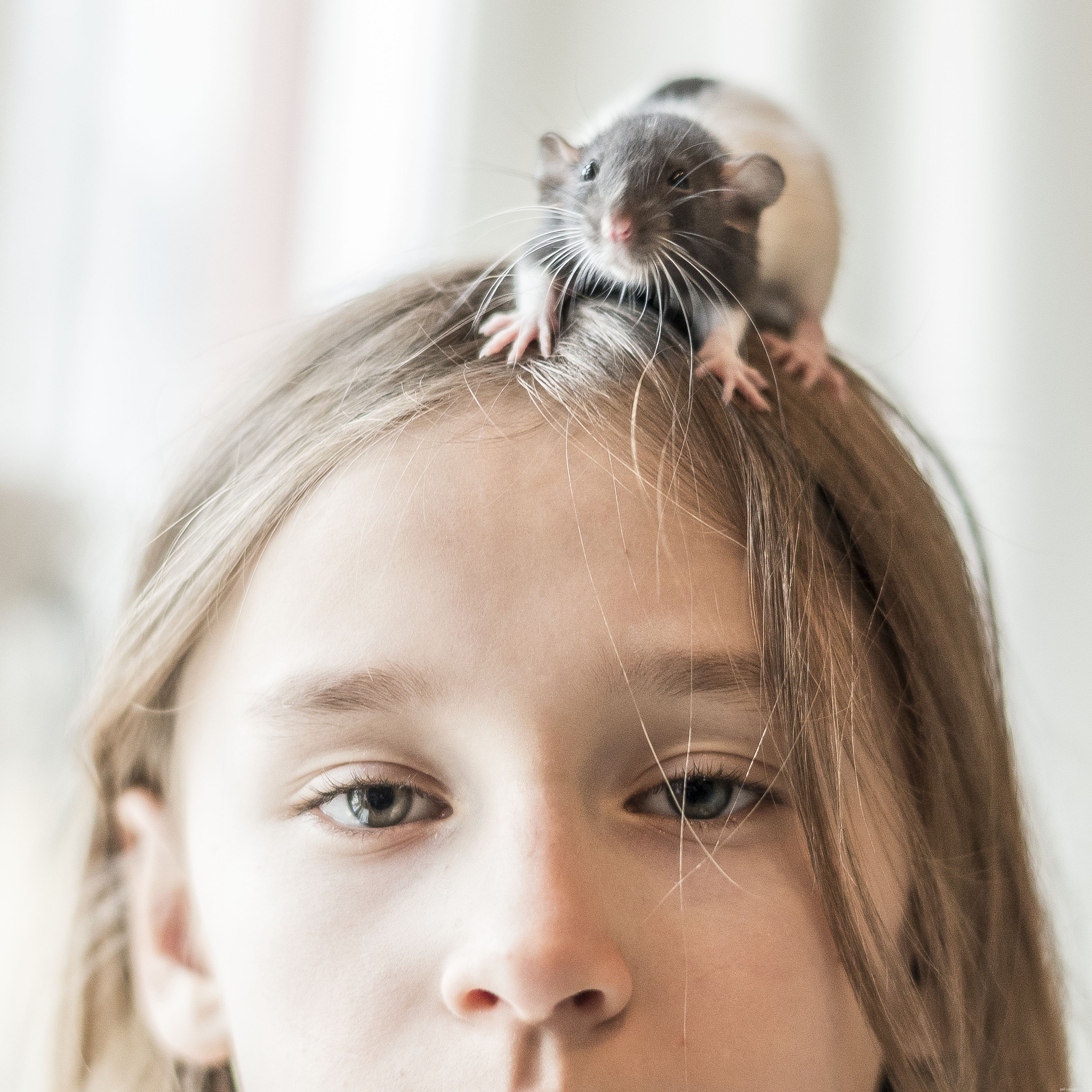 ペットのネズミにシラミがいる場合の対処方法 