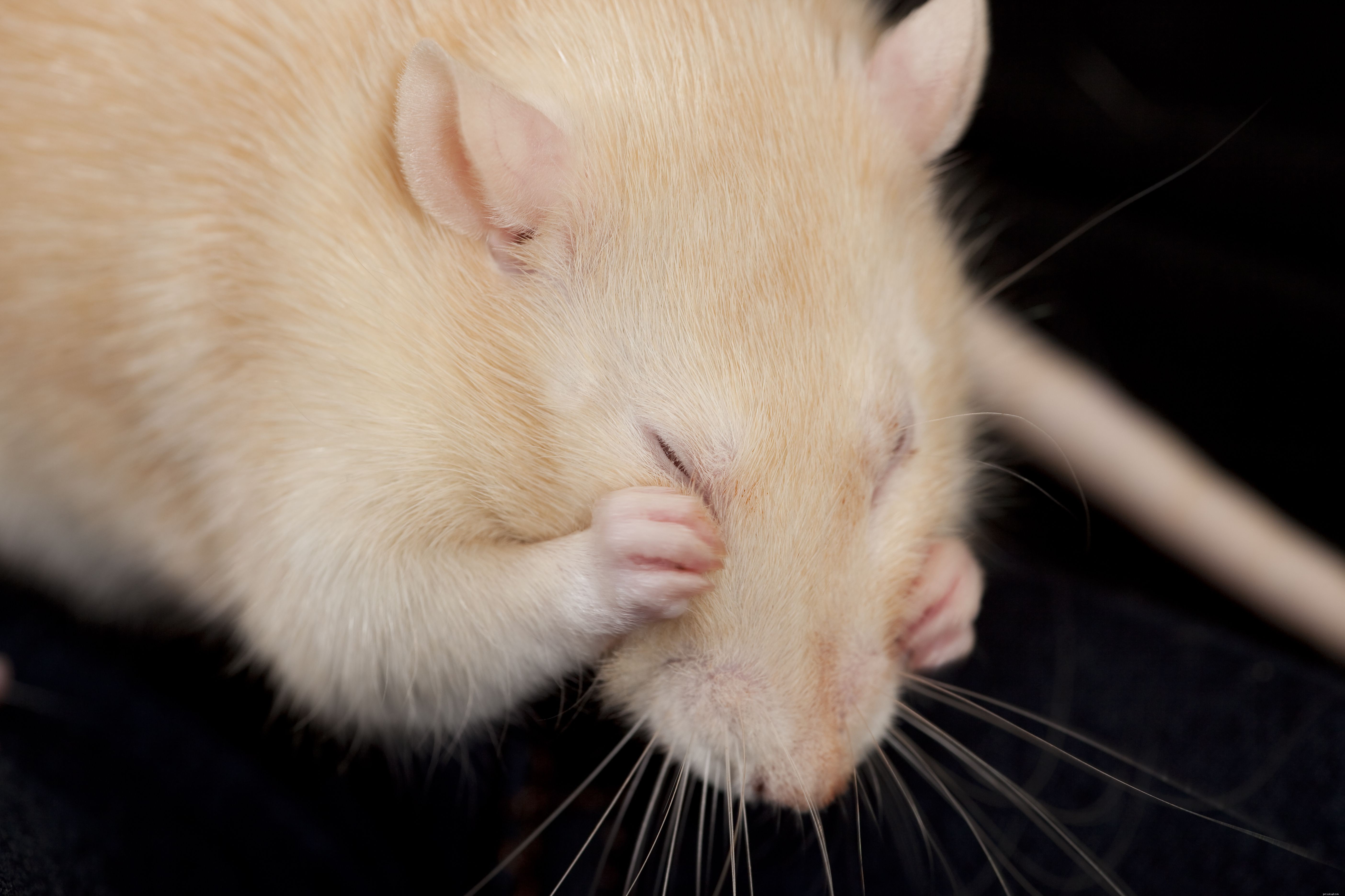 ペットのネズミにシラミがいる場合の対処方法 