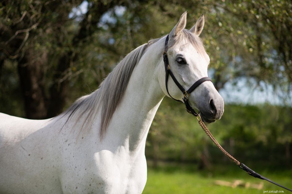 Cavalo Árabe:Perfil da Raça