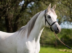 Cheval arabe :profil de race