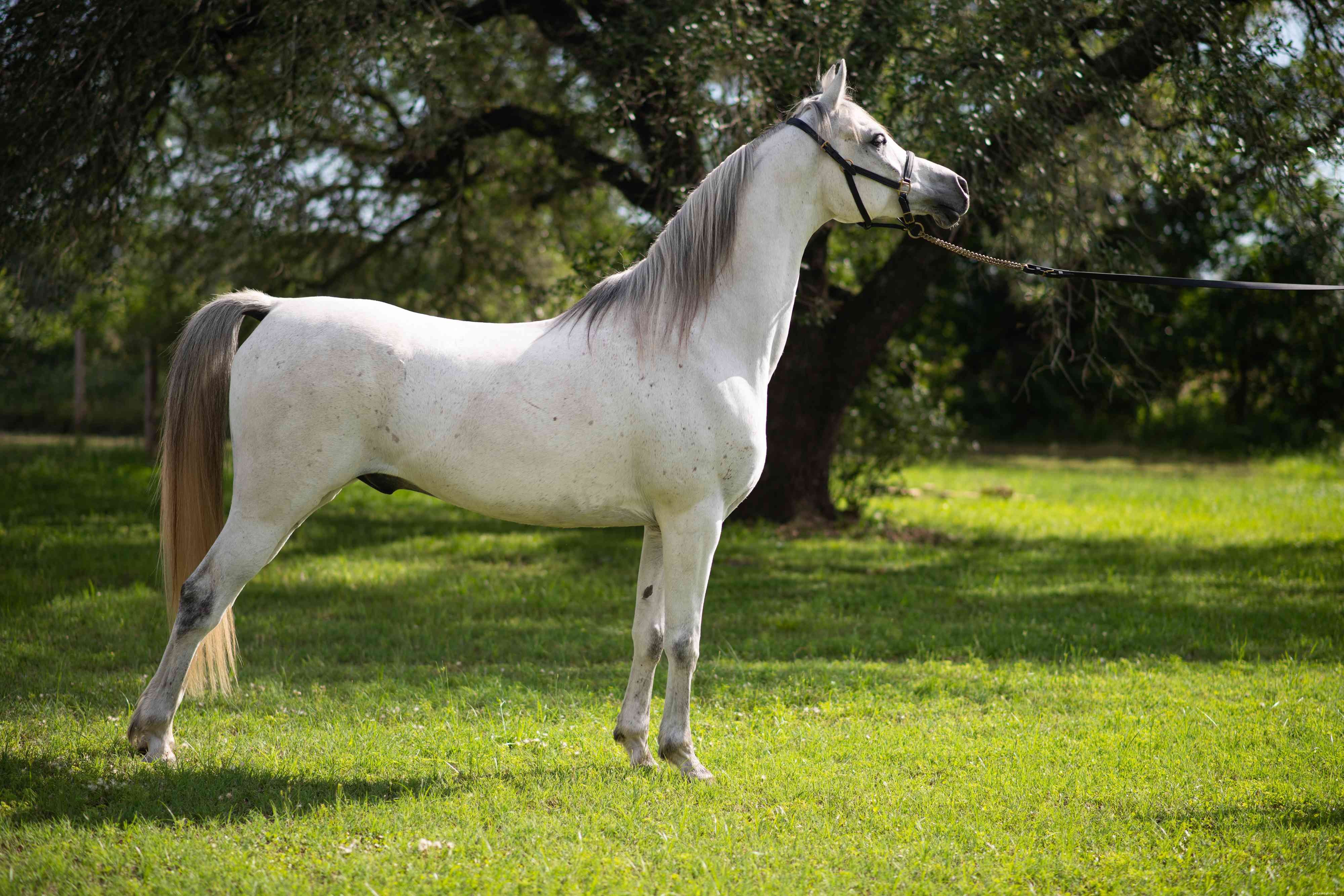 アラビアの馬：品種プロファイル 
