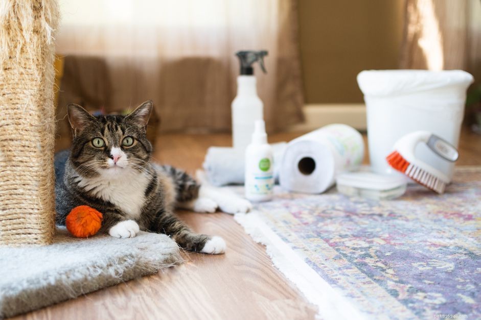 Tips för rengöring av kattsmuts och olyckor