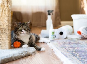 猫のメッセと事故を掃除するためのヒント 