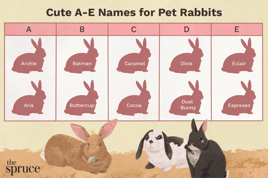 A부터 E까지로 시작하는 애완용 토끼 이름