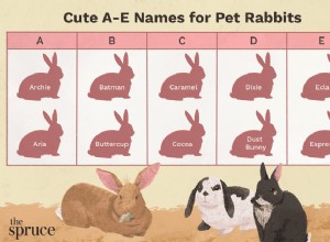 Имена домашних кроликов, начинающиеся с букв от A до E