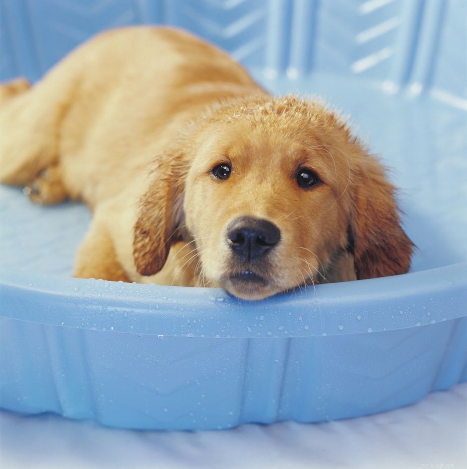 10 modi per mantenere i cuccioli al fresco nelle calde giornate estive
