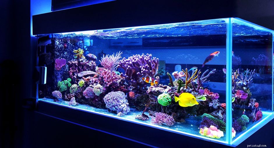 Entretien d aquarium pendant les vacances
