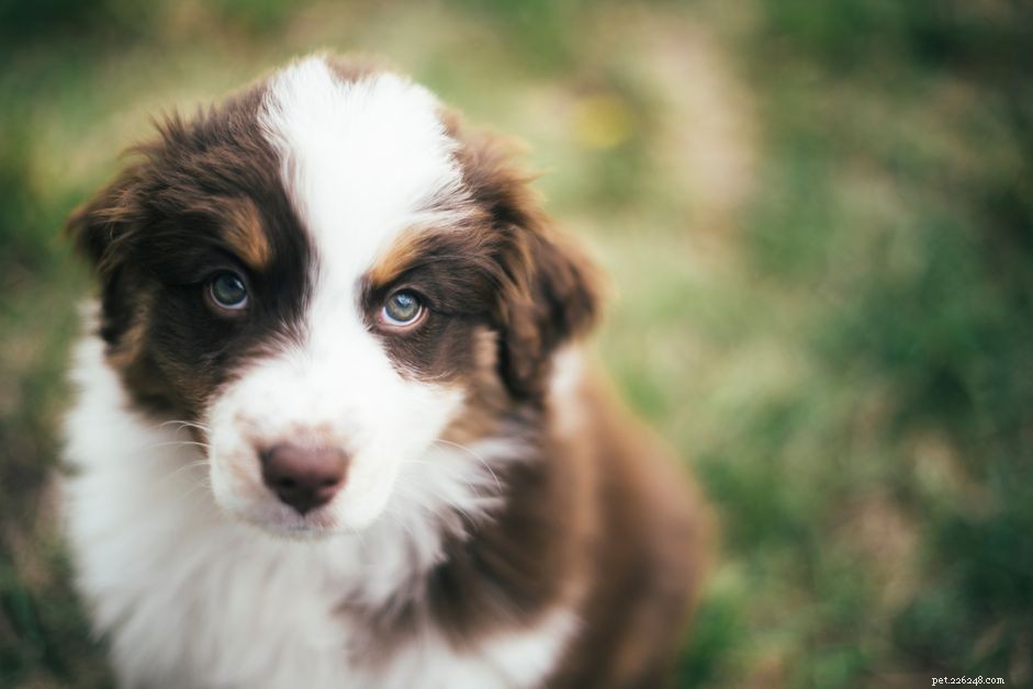 10 populära hundraser från USA