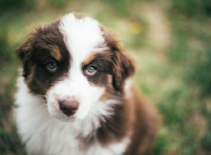 10 races de chiens populaires aux États-Unis