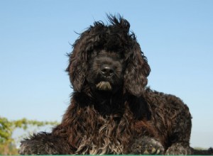 10 meilleures races de chiens du Portugal