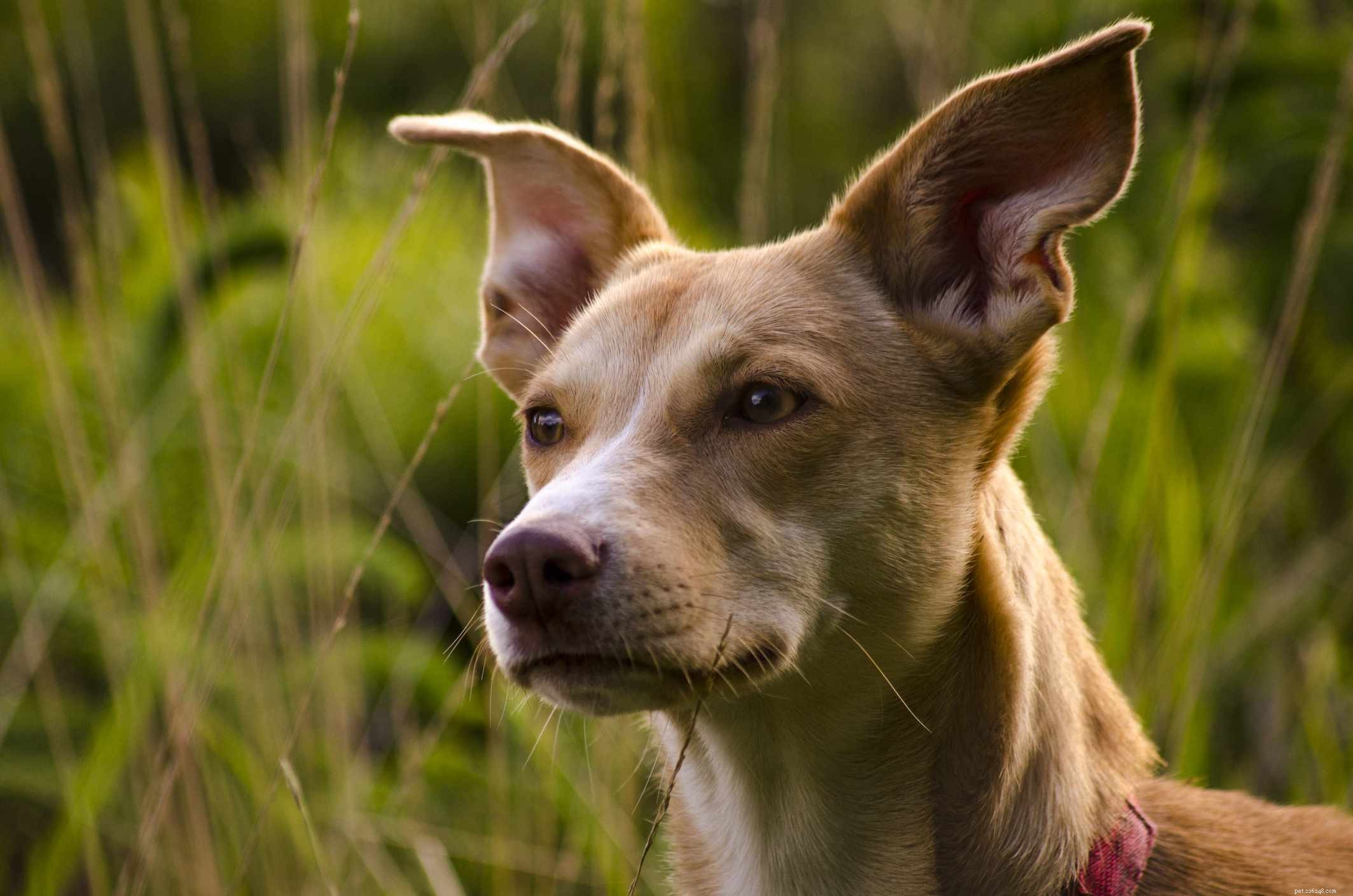 10 migliori razze di cani dal Portogallo