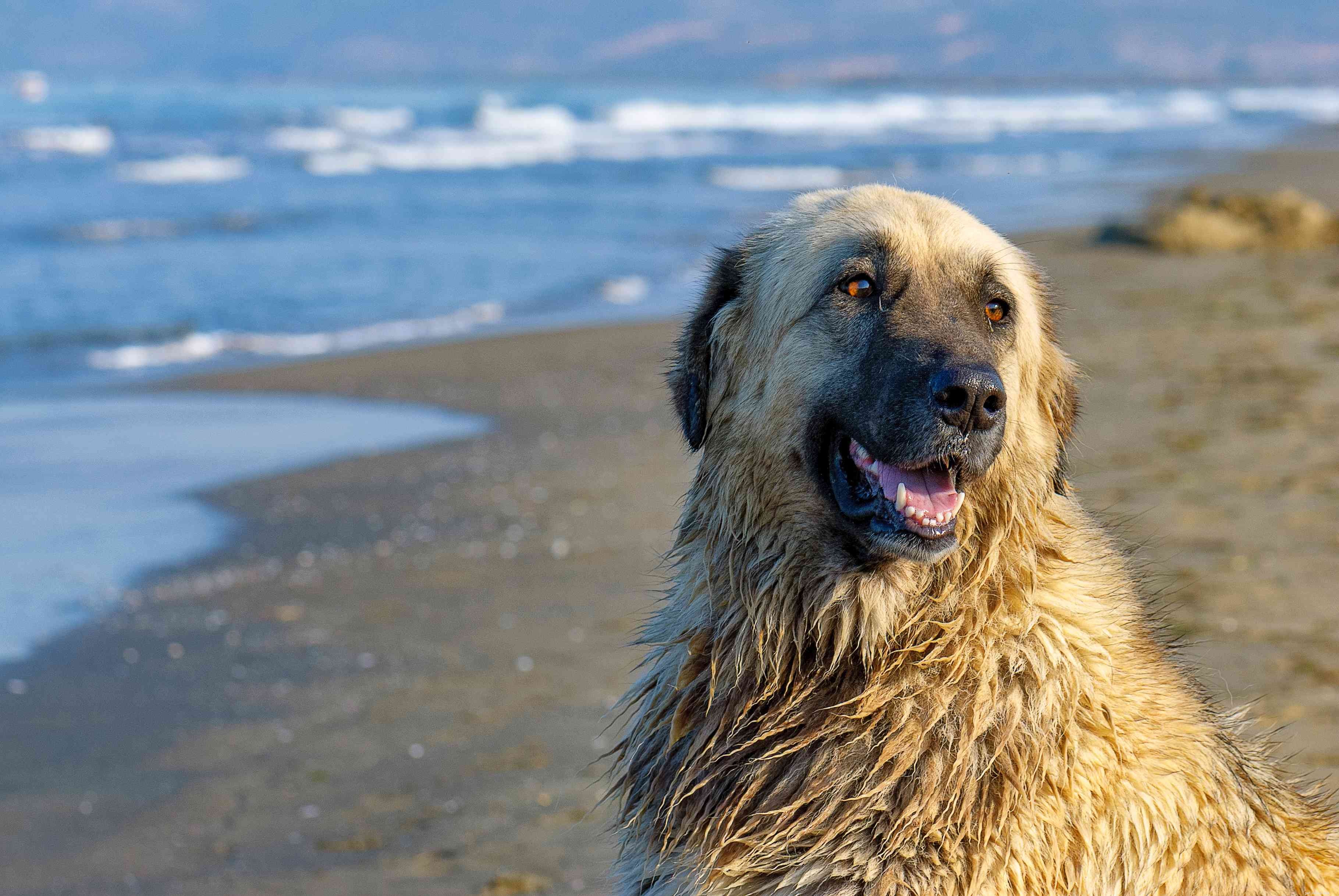 10 beste hondenrassen uit Portugal