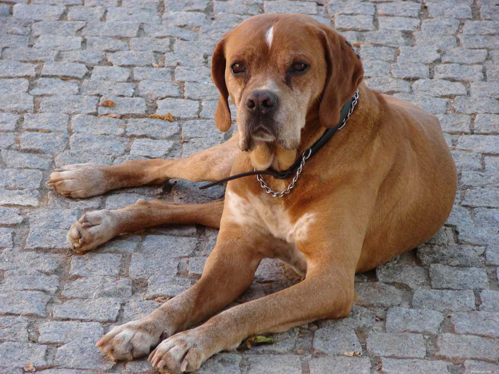 10 beste hondenrassen uit Portugal