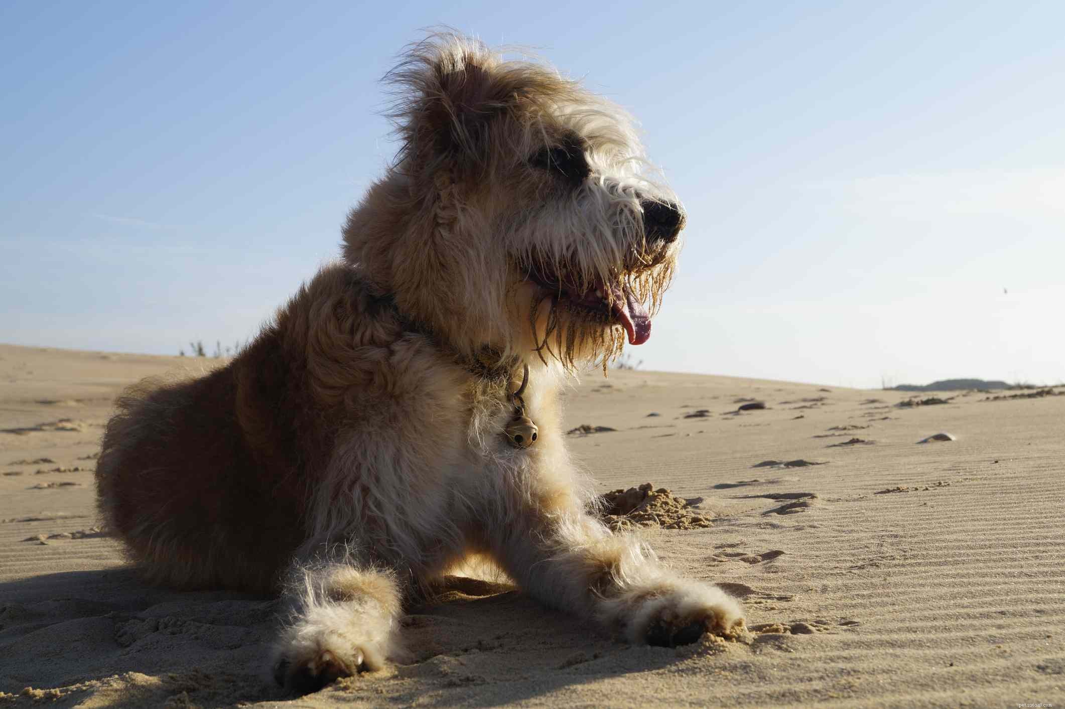 10 melhores raças de cães de Portugal