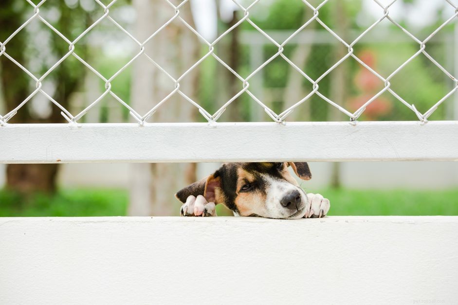 O que fazer se um vizinho estiver abusando de seu cachorro