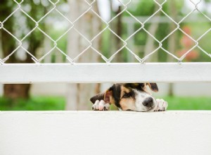 Что делать, если сосед жестоко обращается со своей собакой