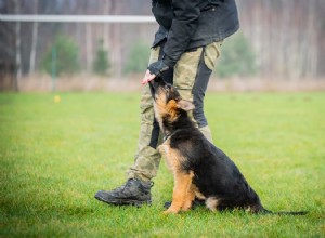 Ce qu il faut savoir sur les chiens cadavres