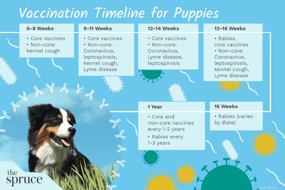 Programmi vaccinali e vaccinazioni per cuccioli