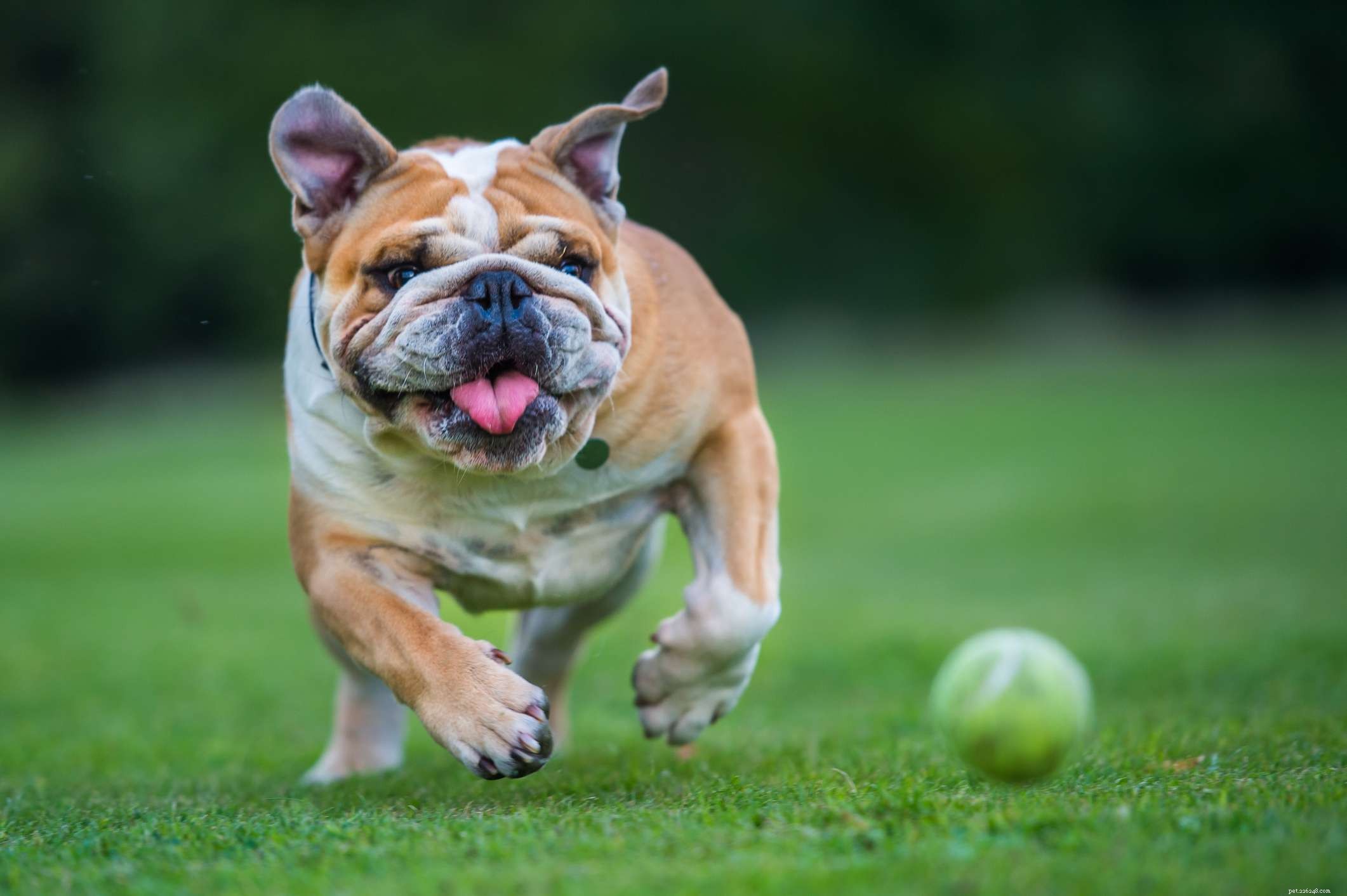 10 популярных английских пород собак