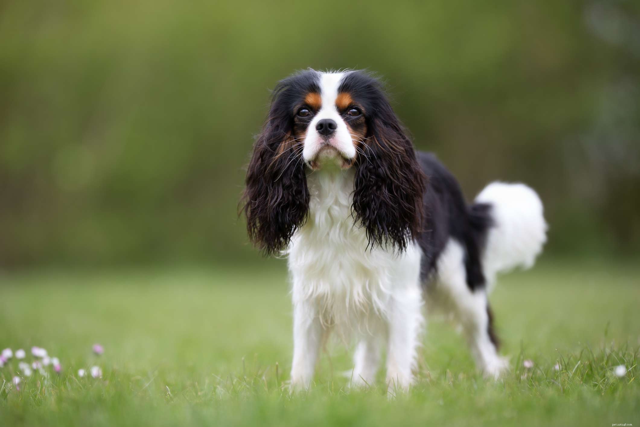 10人気の英国の犬の品種 