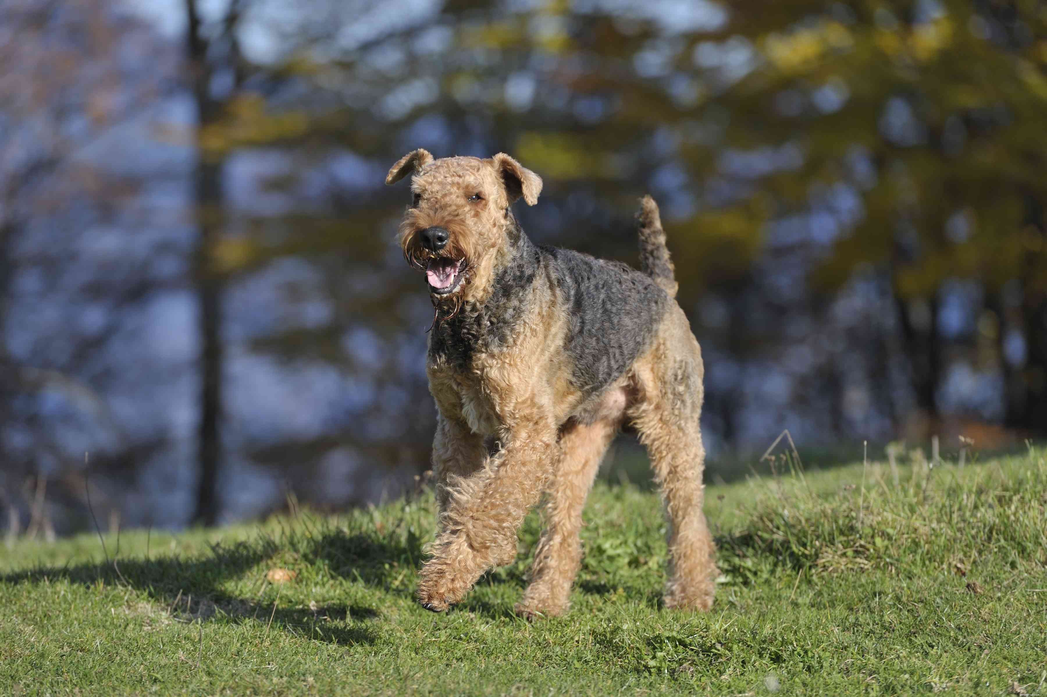 10 races de chiens anglais populaires