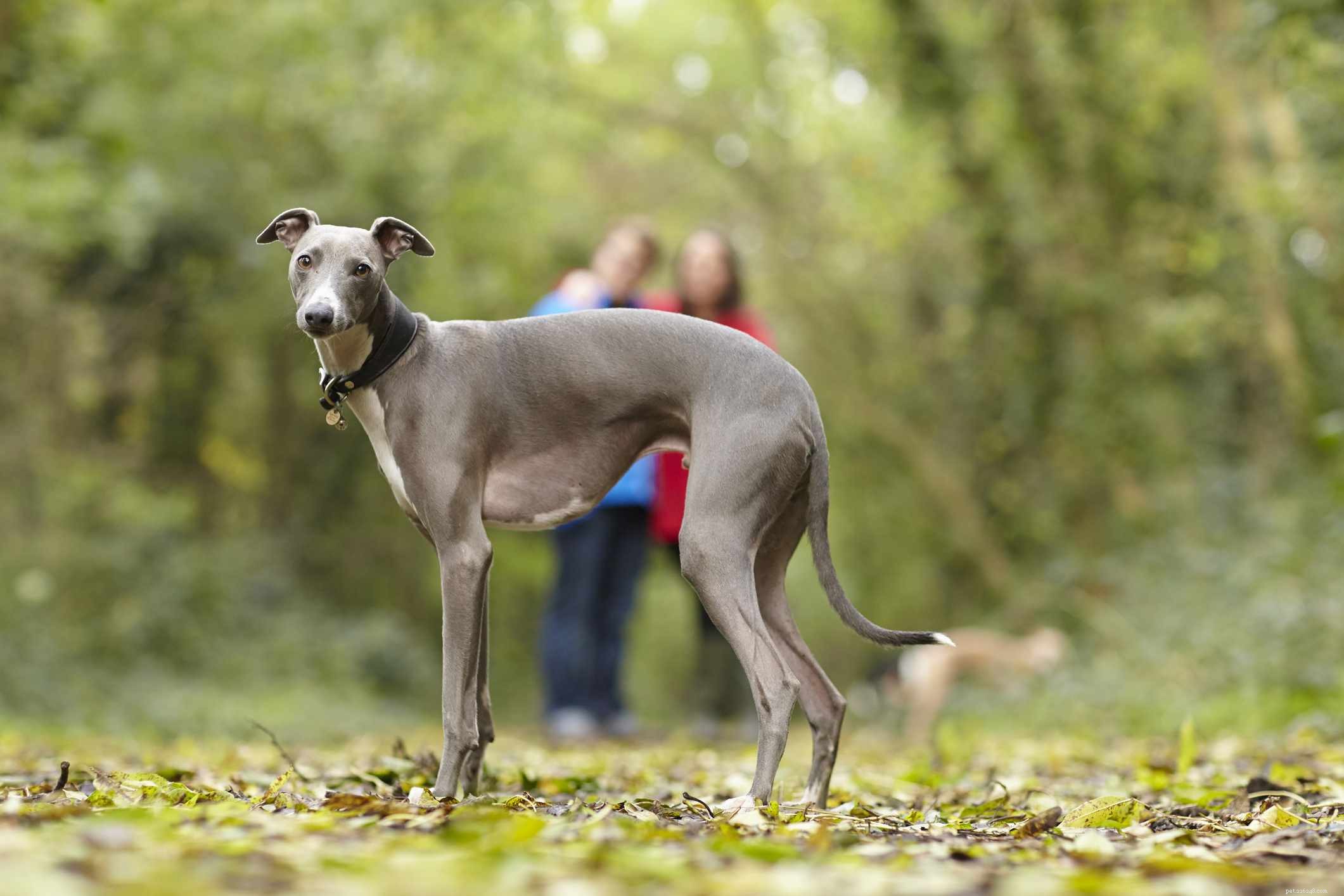 10 raças de cães ingleses populares