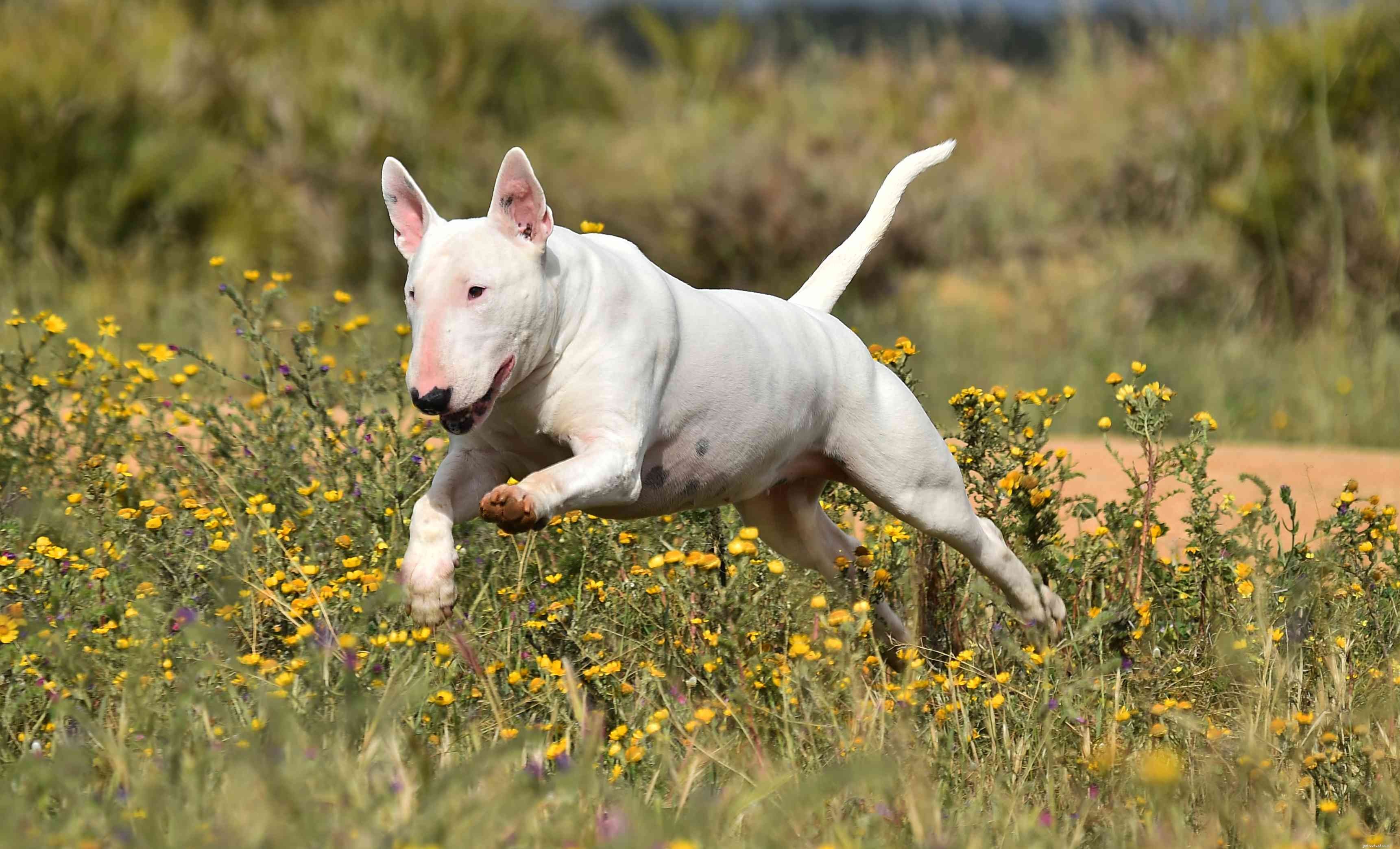 10 raças de cães ingleses populares