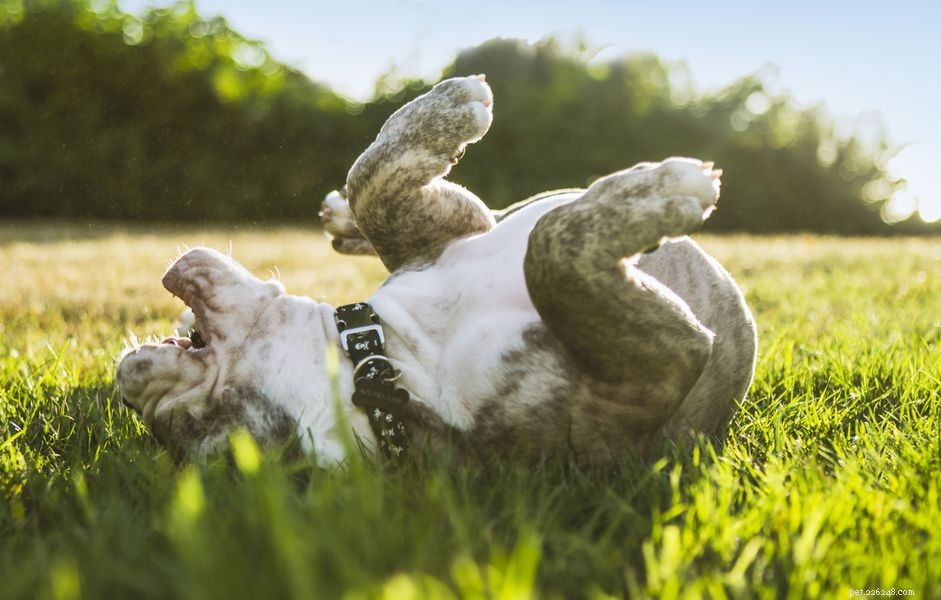 Pourquoi les chiens se roulent-ils dans l herbe ?