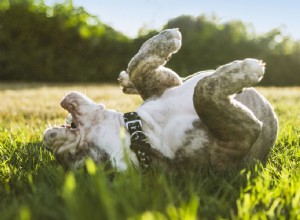 Proč se psi válejí v trávě?