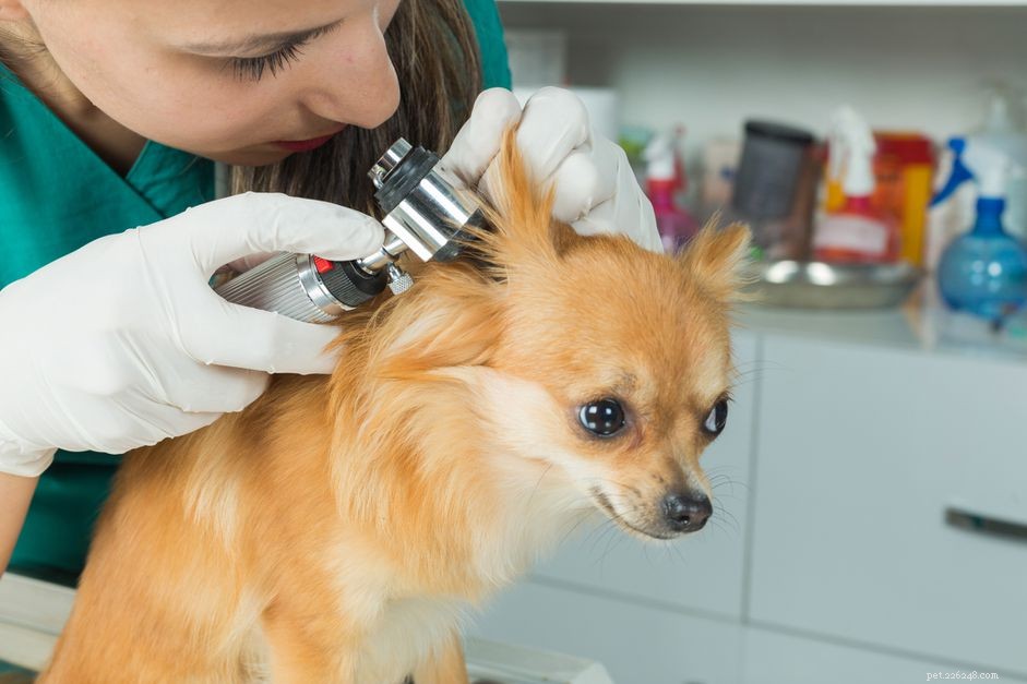 Kvasinkové ušní infekce u psů