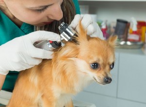 犬の耳のイースト菌感染症 
