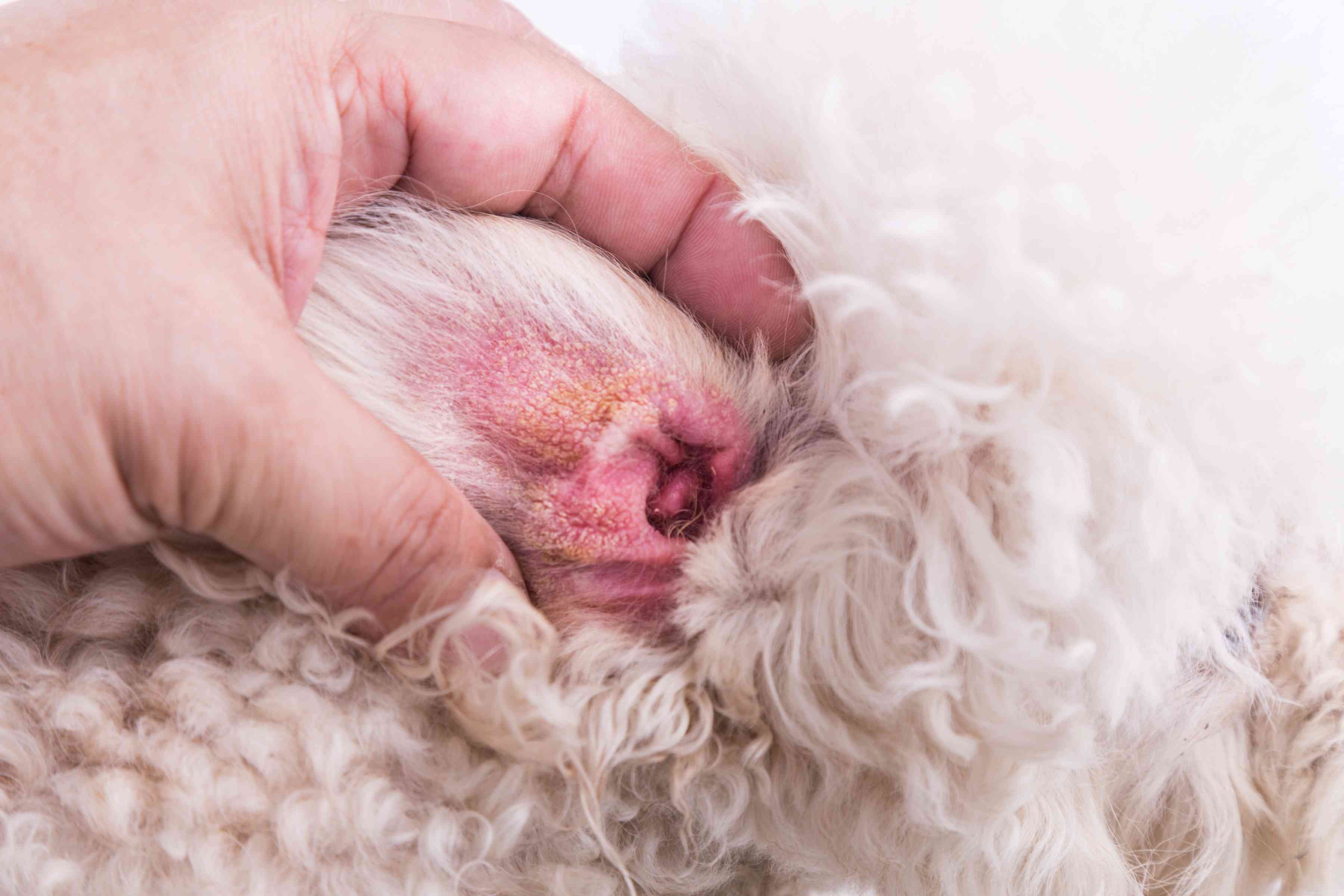 Инфекции ушного дрожжевого грибка у собак