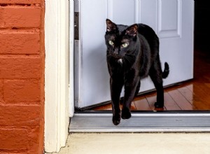 Jak zabránit vaší kočce v útěku