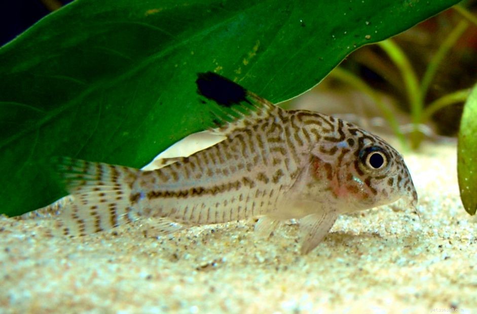 Profilo di specie di pesci Cory a tre strisce