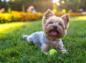 12 raças de cães que prosperam em clima quente