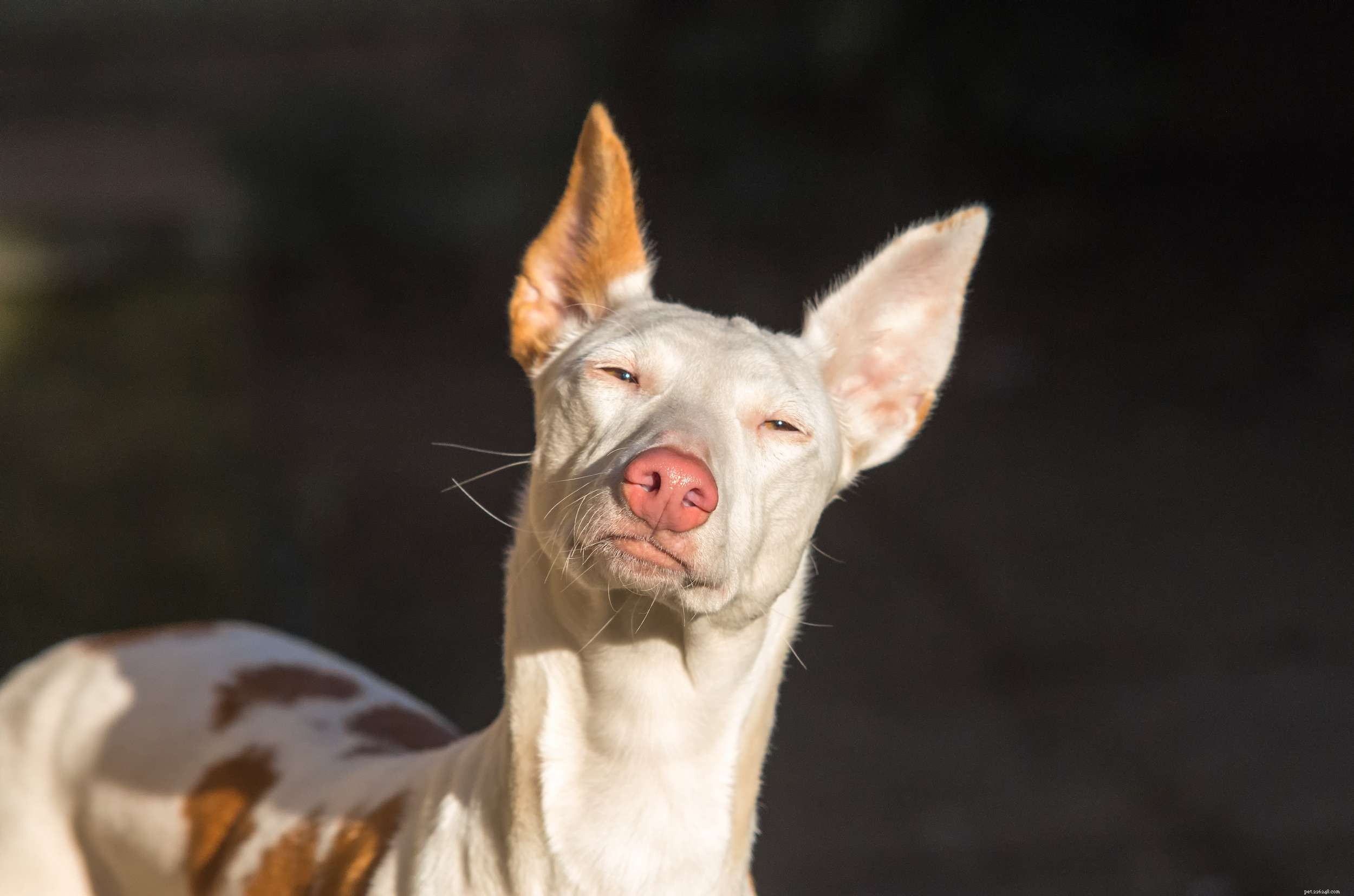 12 raças de cães que prosperam em clima quente