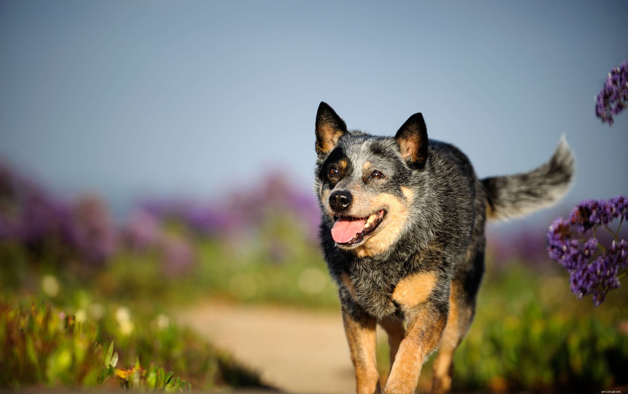 12 races de chiens qui prospèrent par temps chaud