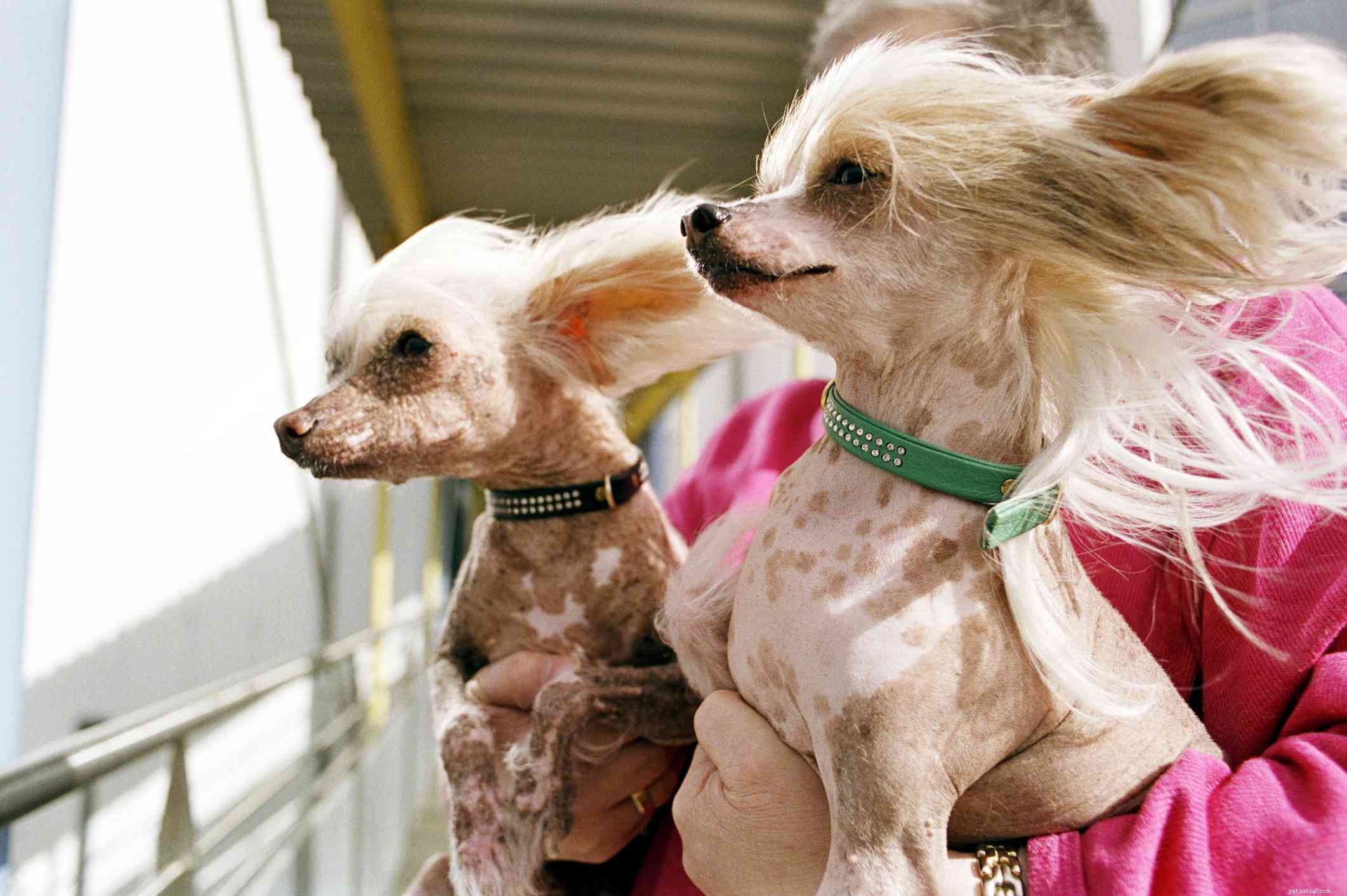 12 races de chiens qui prospèrent par temps chaud