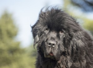 11 races de chiens à double pelage pour les intempéries