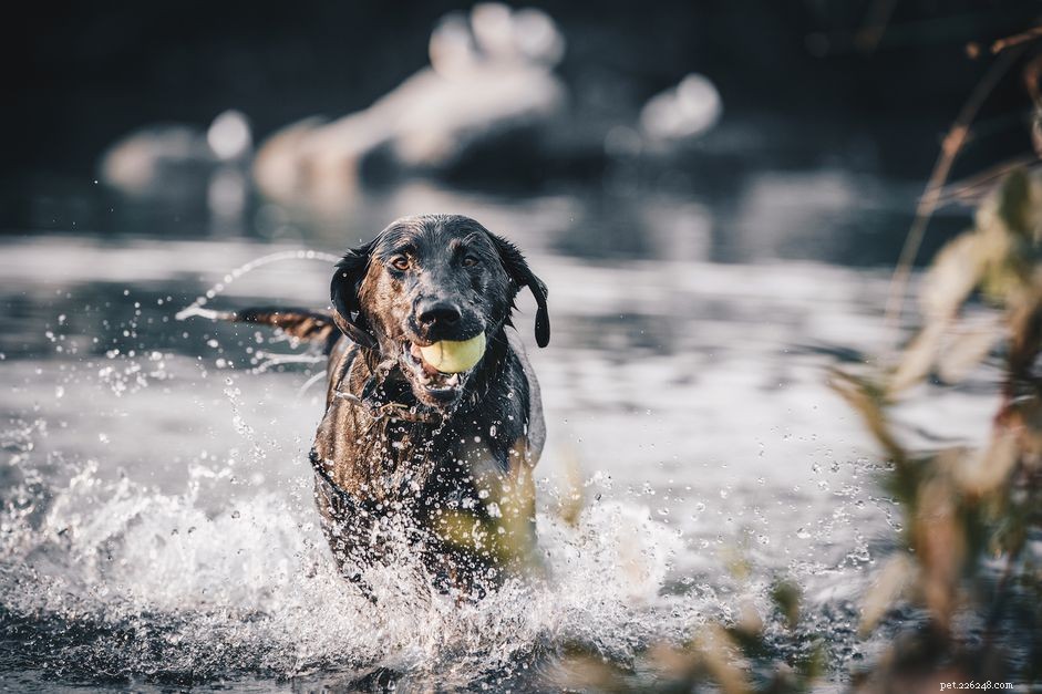 10 лучших пород собак для плавания и водных развлечений