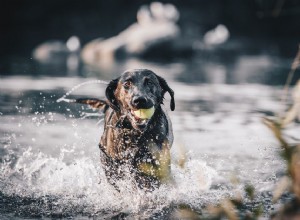 10 nejlepších psích plemen pro plavání a vodní aktivity
