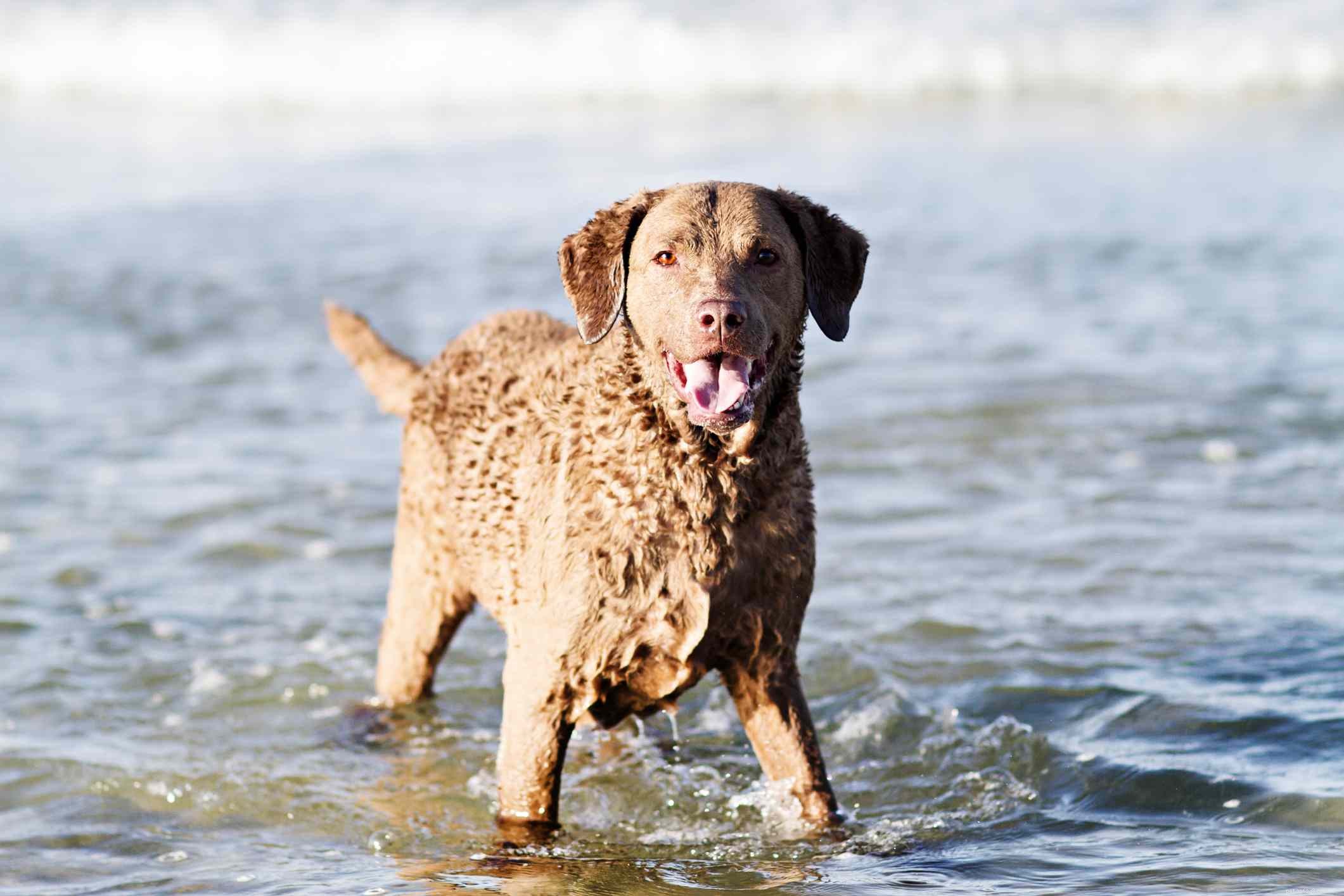 10 bästa hundraser för simning och vattenaktiviteter