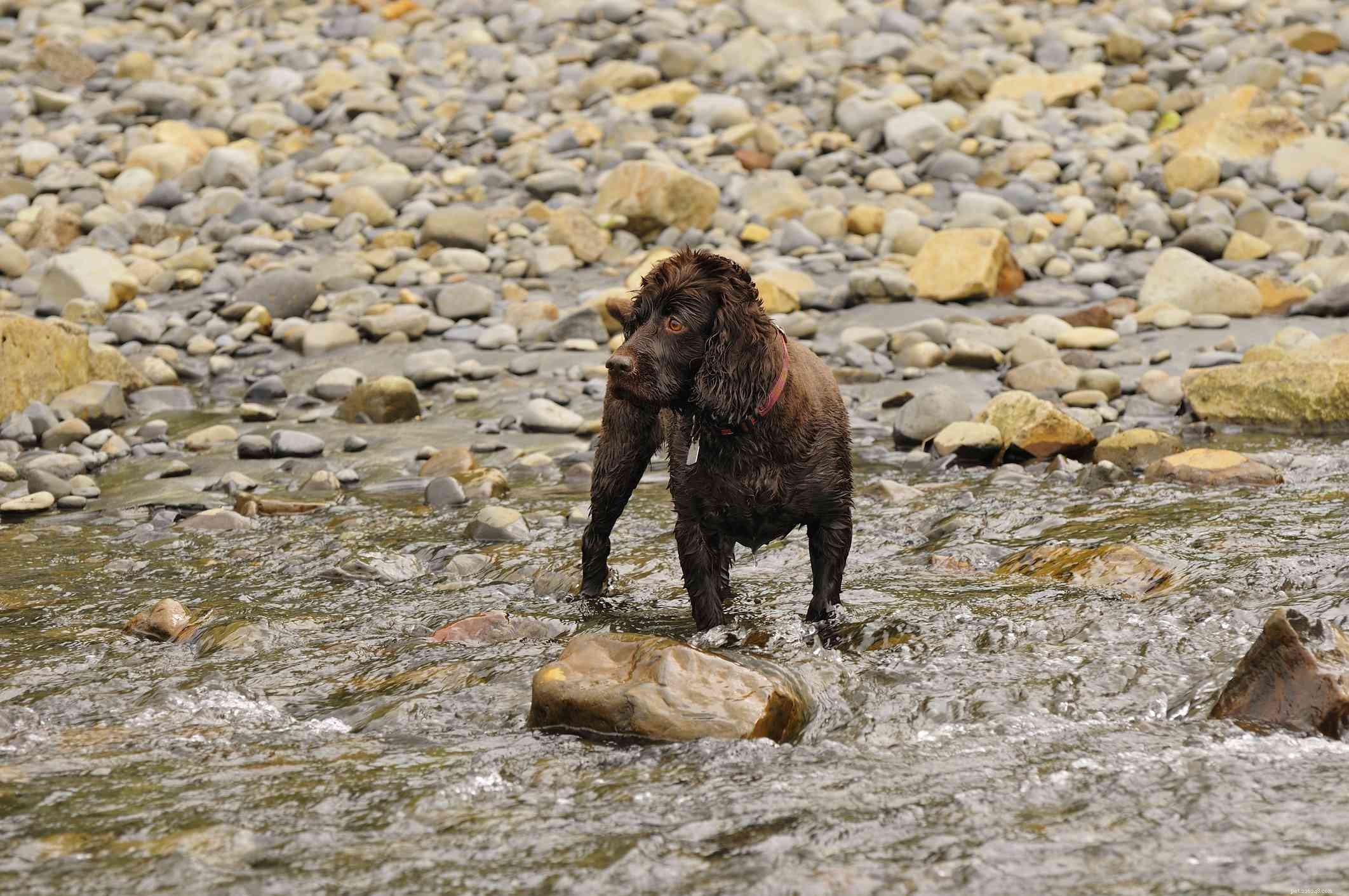 10 лучших пород собак для плавания и водных развлечений