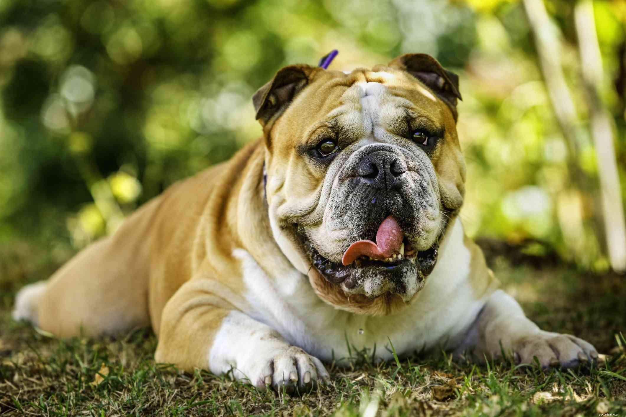 10 races de chiens qui bavent le plus